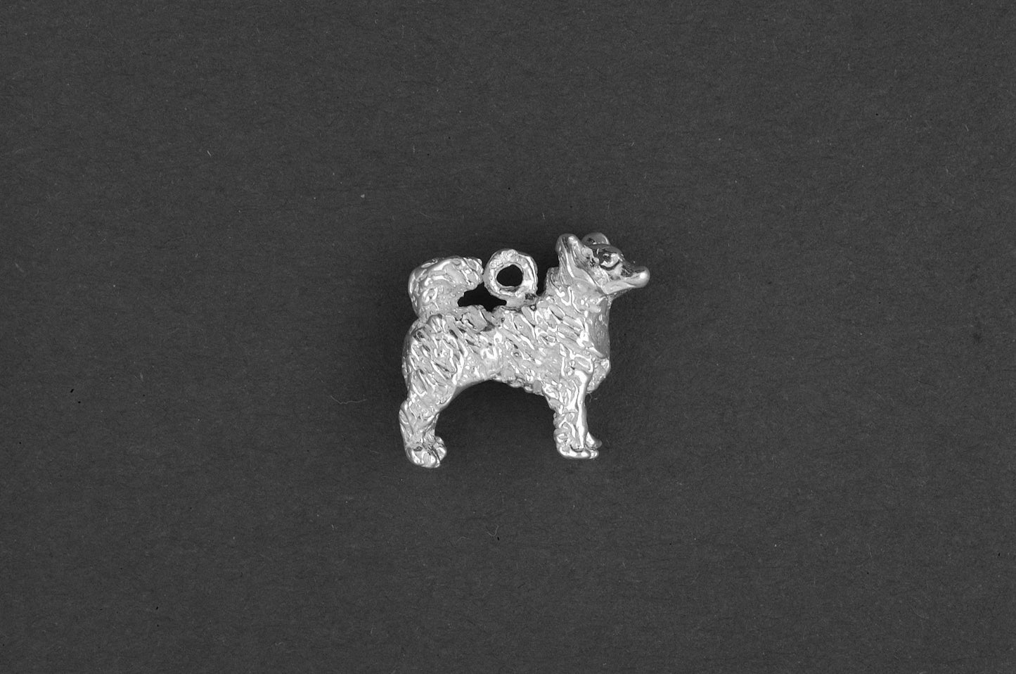 Chihuahua langhaar - Goud