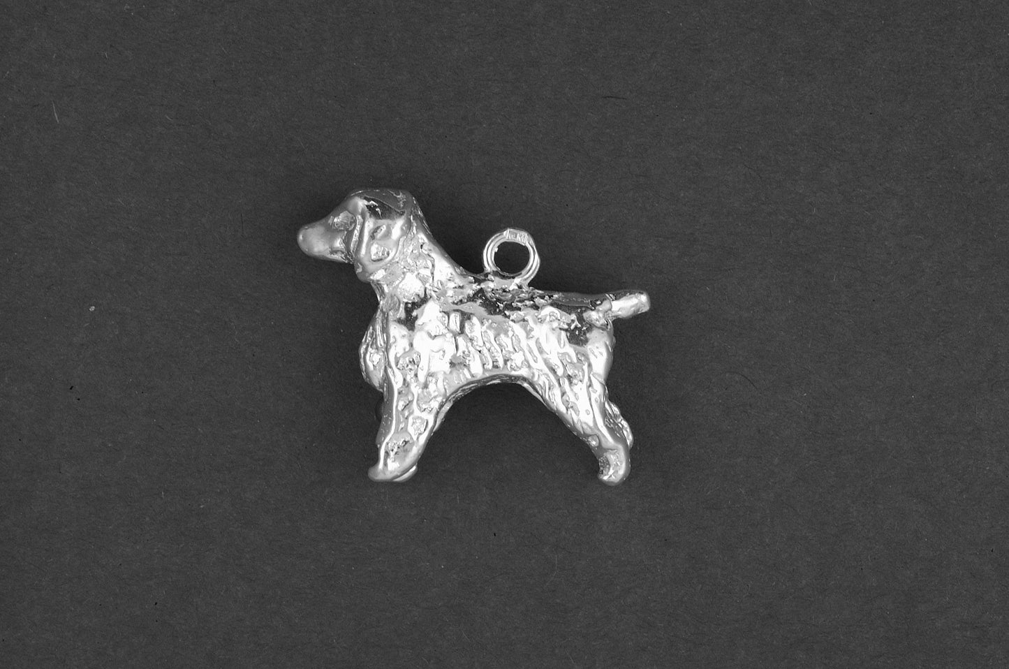 Welsh springer spaniel - Goud
