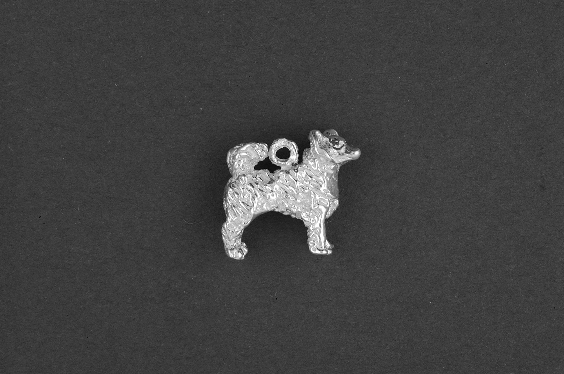 Chihuahua langhaar - Goud