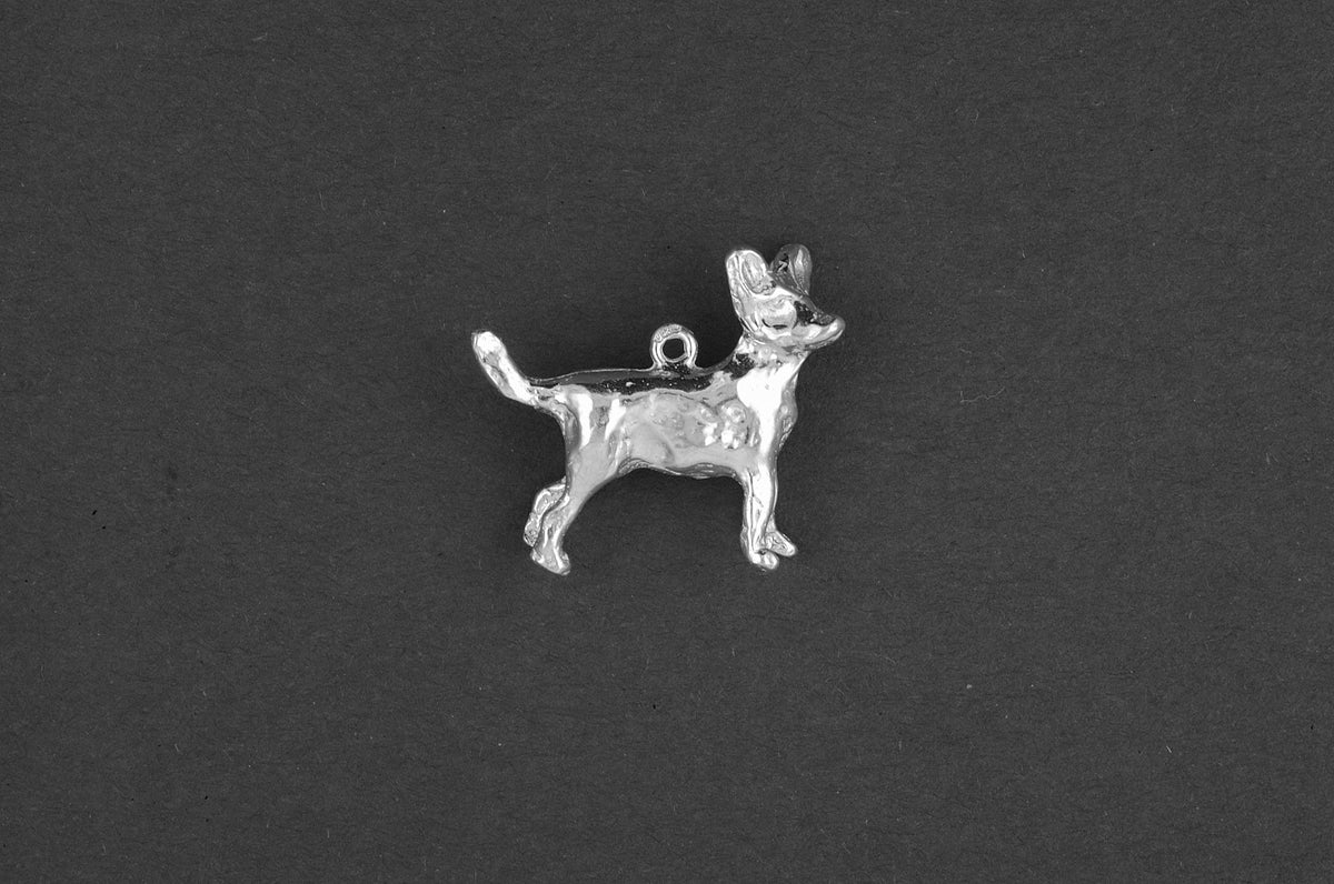 Chihuahua korthaar - Goud