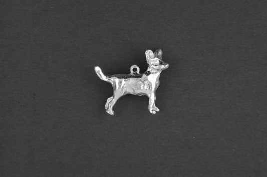 Chihuahua korthaar - Goud