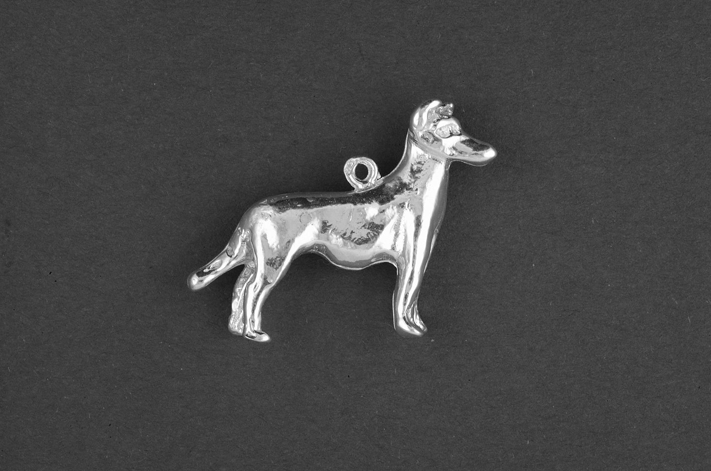Collie korthaar - Goud