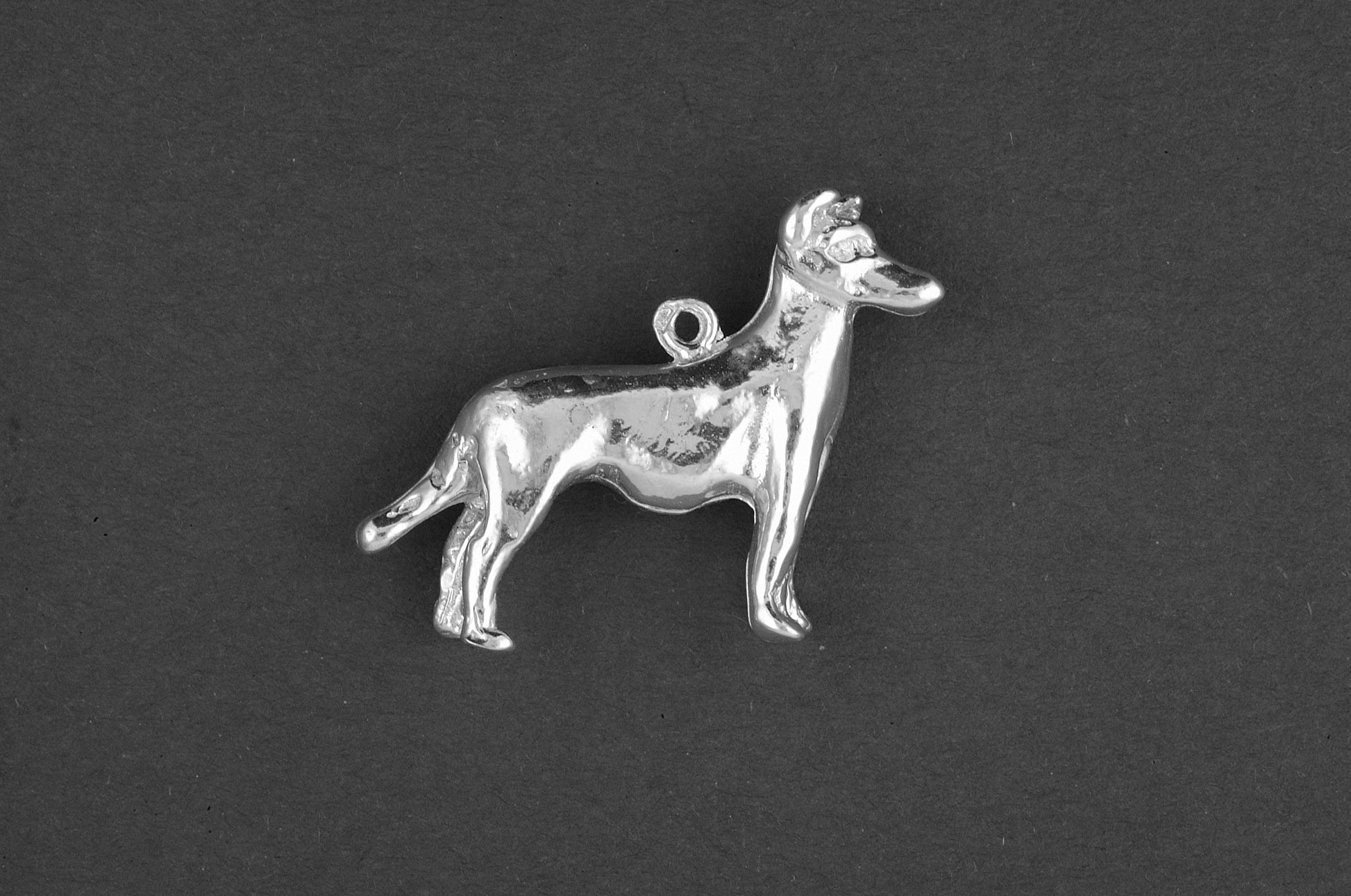 Collie korthaar - Goud