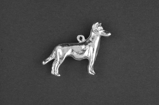 Collie korthaar - Goud