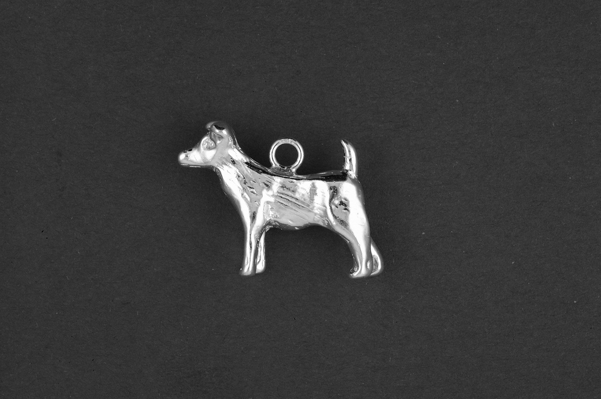 Jack russel terrier - Goud