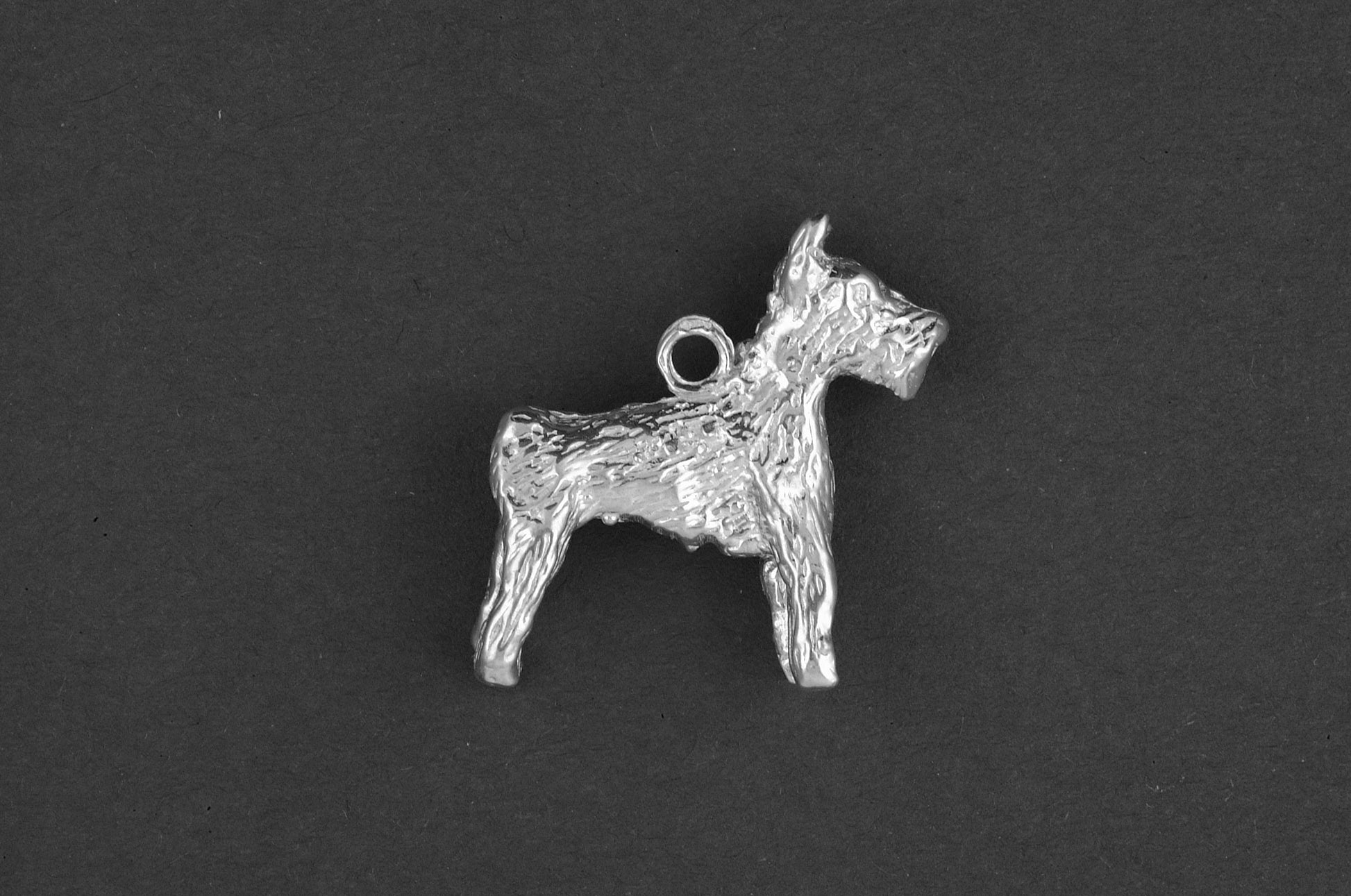Reuzen schnauzer - Goud