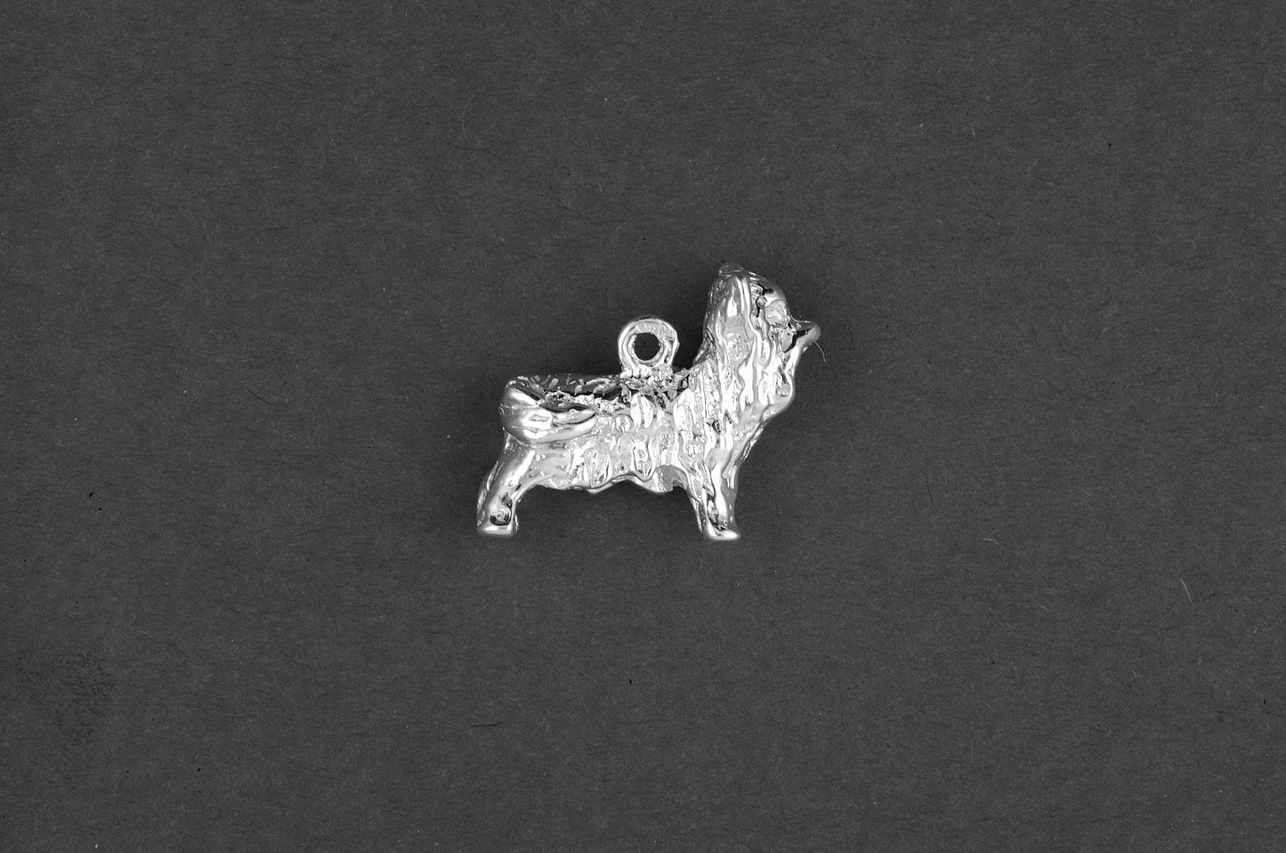 Yorkshire terrier - Goud