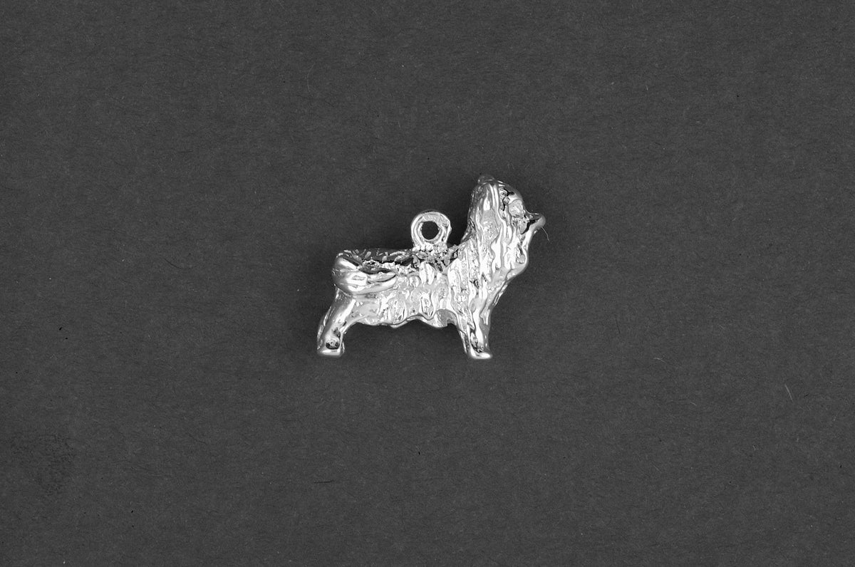 Yorkshire terrier - Goud
